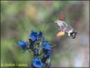 macroglossum-stellatarum_02.jpg