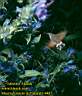 macroglossum_stellatarum_01.jpg